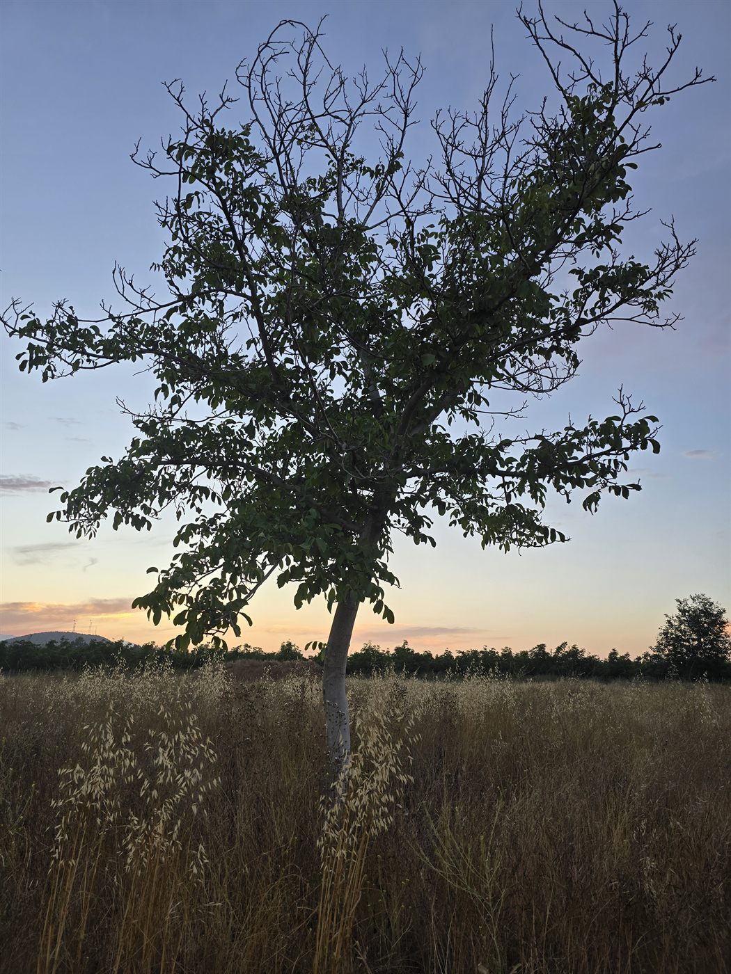 Árbol solitario entre pasto alto con espigas, al atardecer