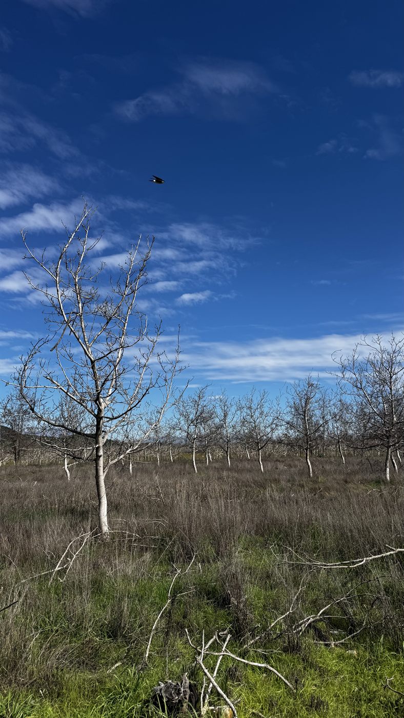 Nogales en invierno y un pájaro en vuelo sobre el campo