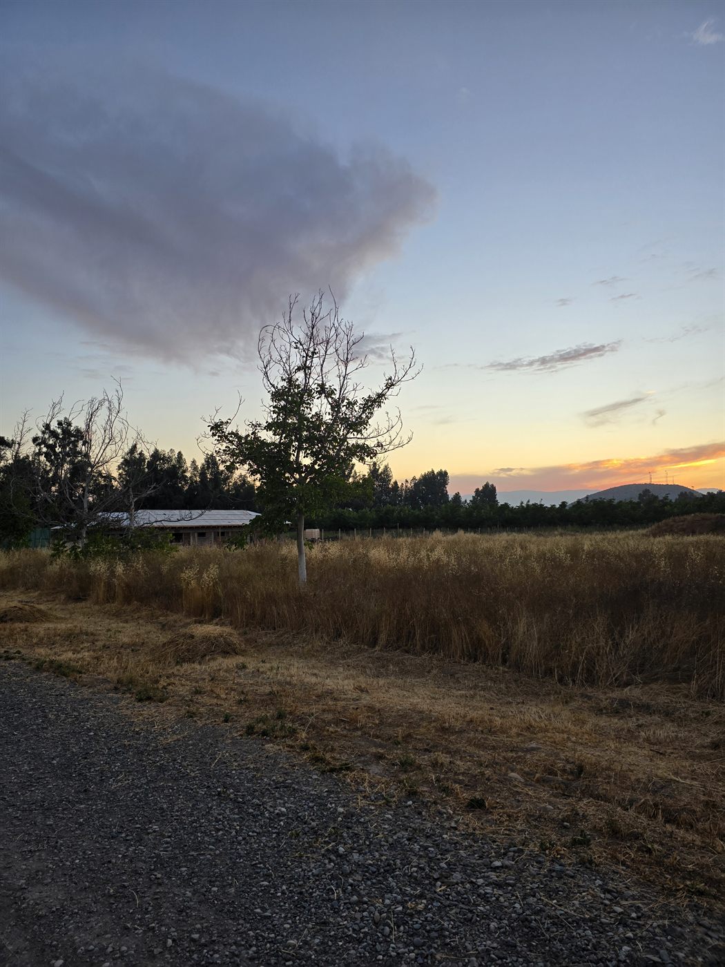 Potrero con pasto seco y árboles recortados contra el atardecer