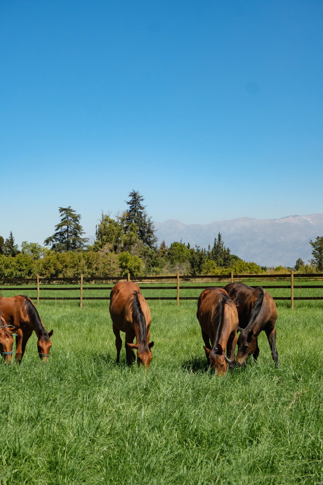 Caballos pastando en el entorno de Santa Luisa de Palpi