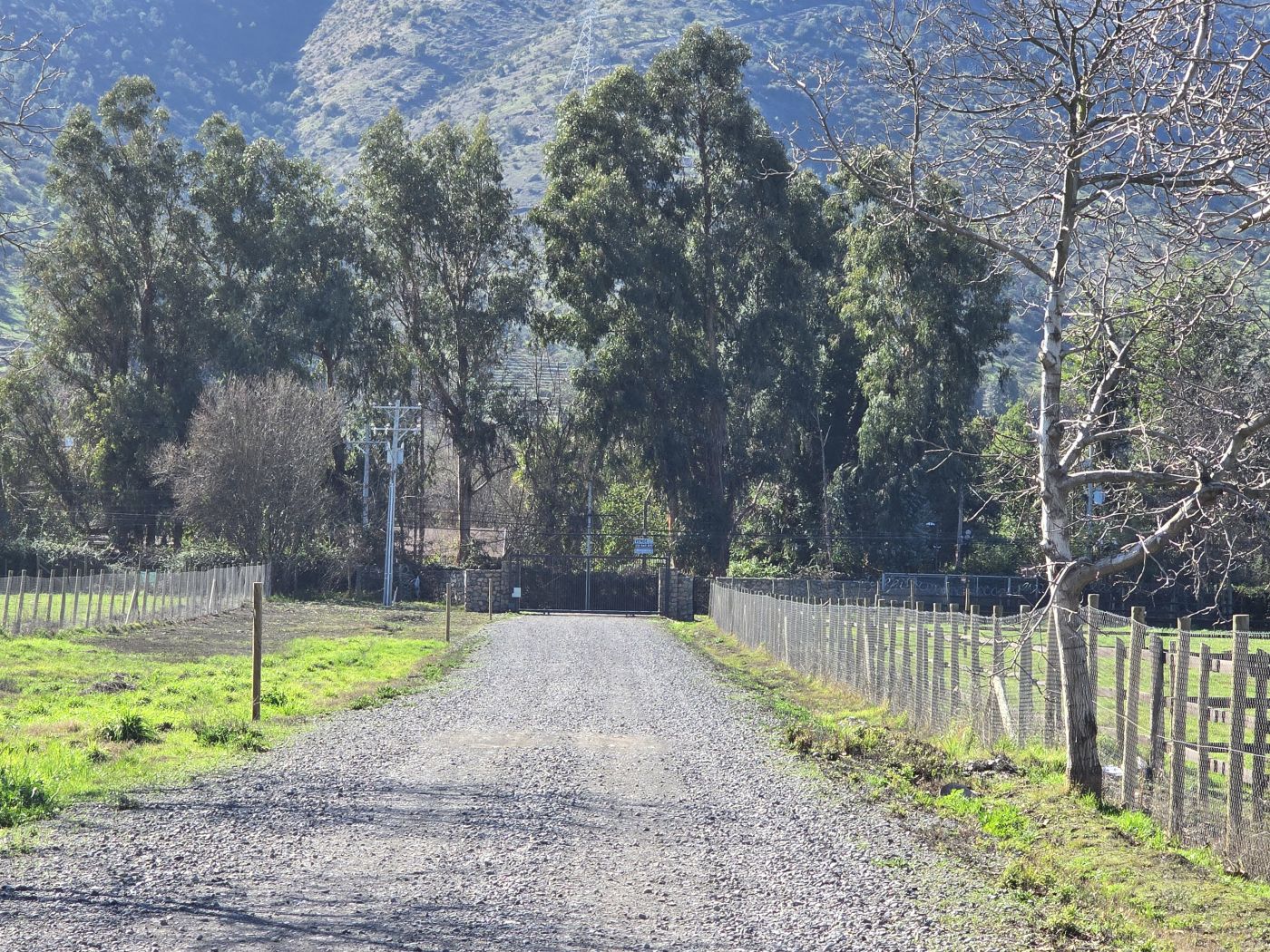 Camino de acceso bajo eucaliptos