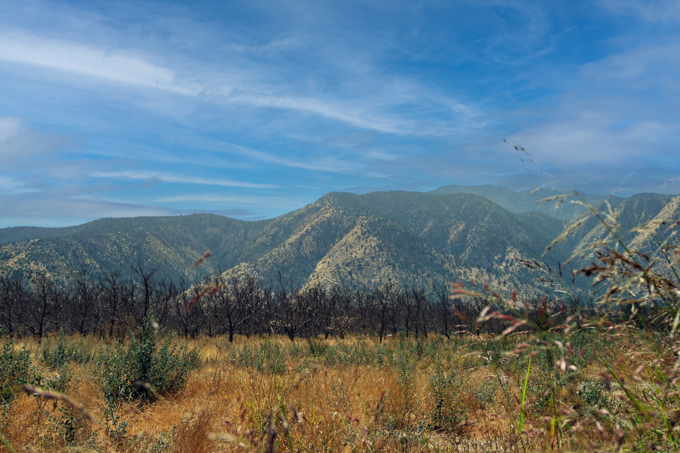 Campo dorado con cerros de fondo