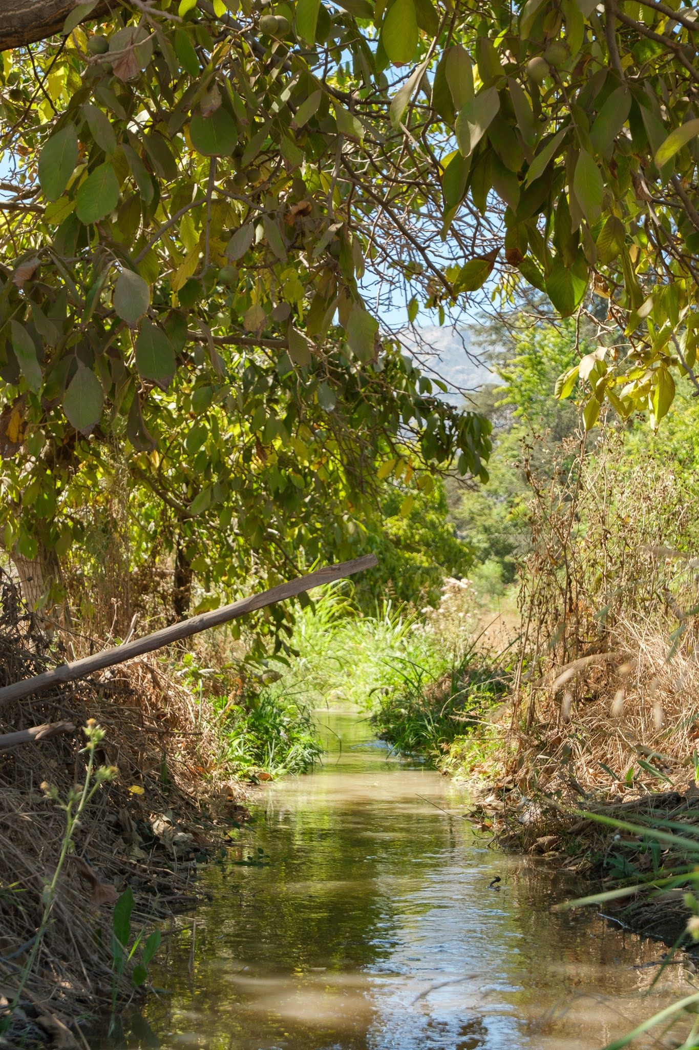 Estero natural del entorno