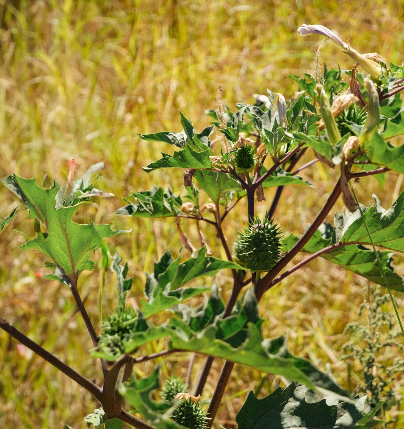 Flora nativa del entorno
